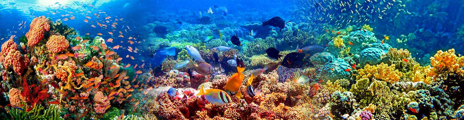 Popular Diving & Snorkeling Spots in Philippines - Top Beach Activities 