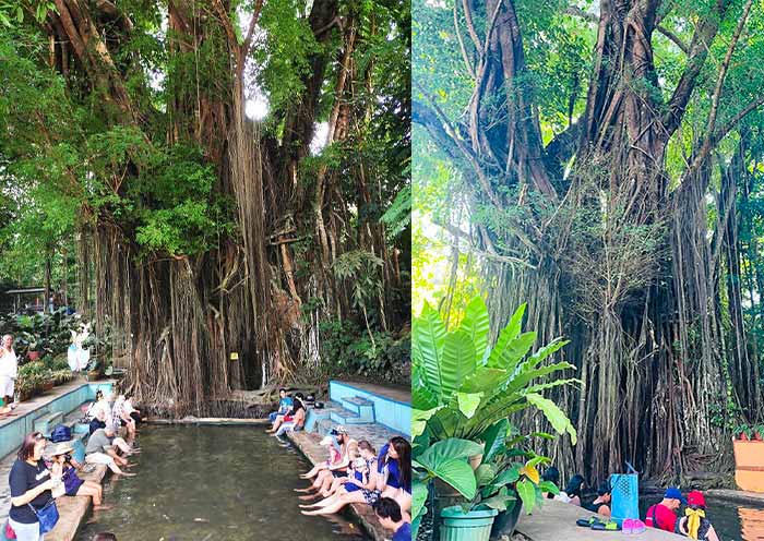 Old Enchanted Balete Tree on Siquijor Island