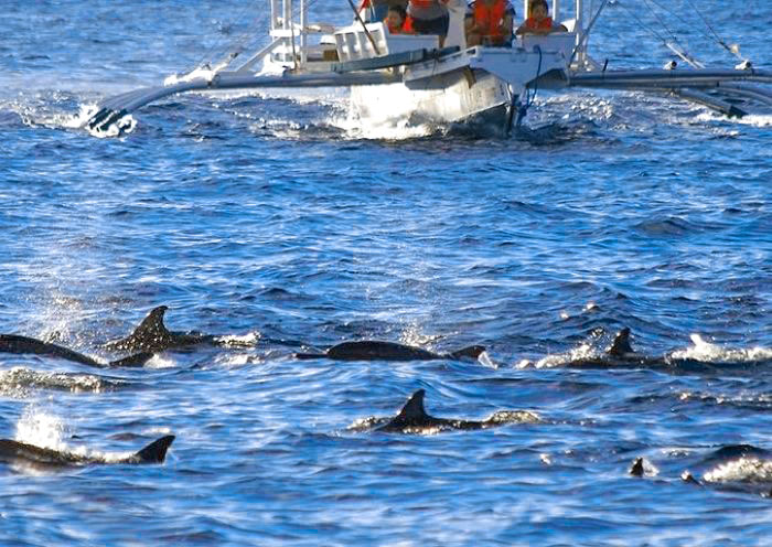 Watch Dolphins around Balicasag Island