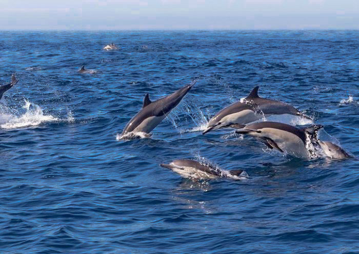 Dolphin watching at Balicasag Island