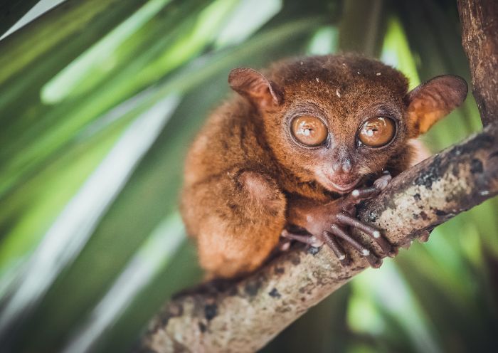  Philippine tarsier 