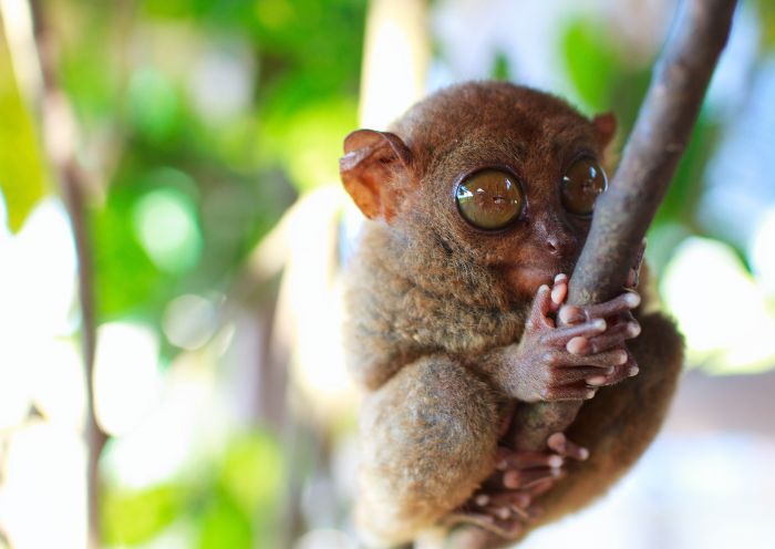 Tarsier Sanctuary, Bohol