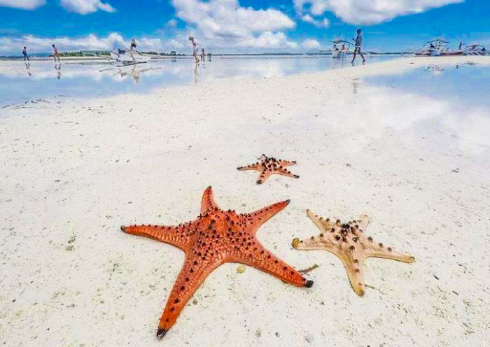 Star Fish in Virgin Island, Bohol
