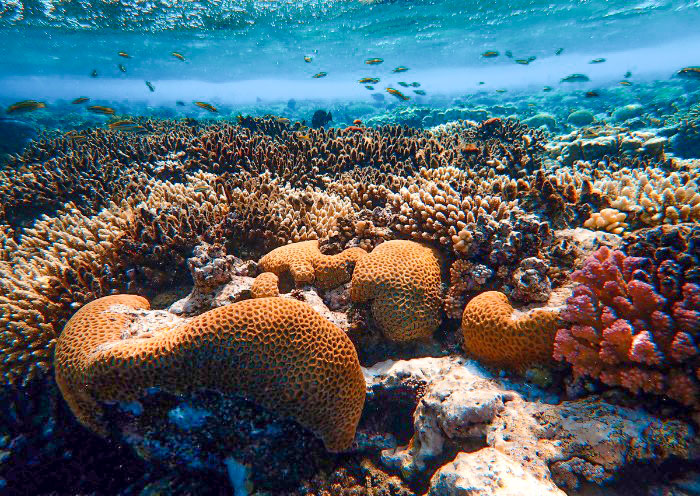 Coral Fish Park Reserve, Boracay