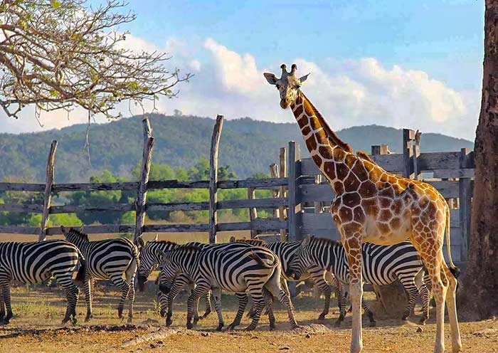 Calauit Wildlife Safari Park, Coron