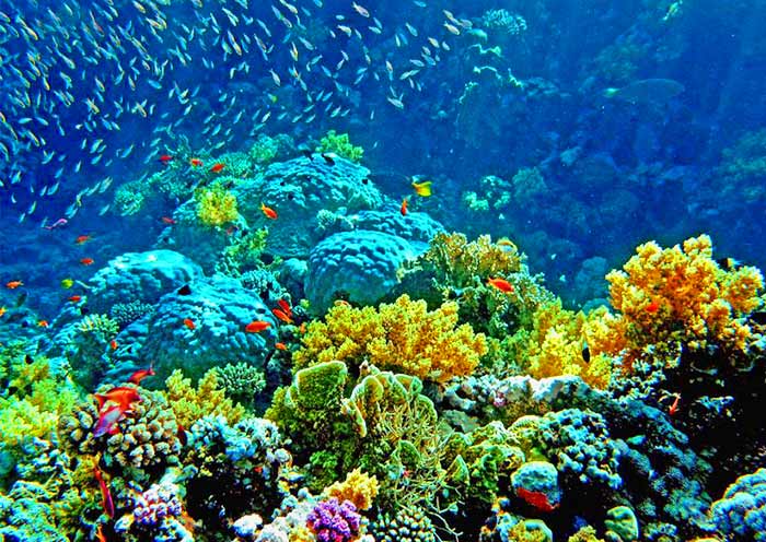 An amazing underwater world