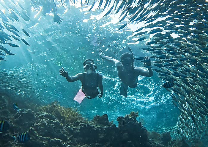 Napaling Reef Snorkeling & Swim with Sardines Experience