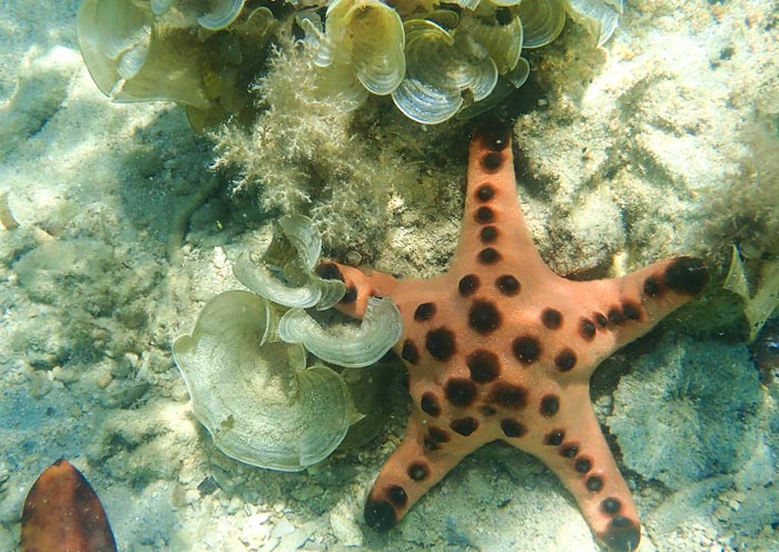 Starfish Island